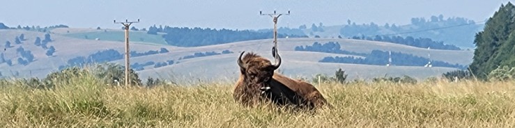 La reserva de bisontes de Vama Buzaului